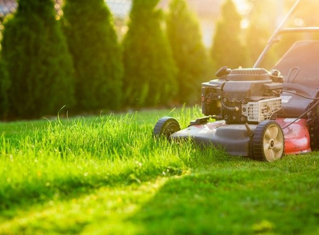 lawn